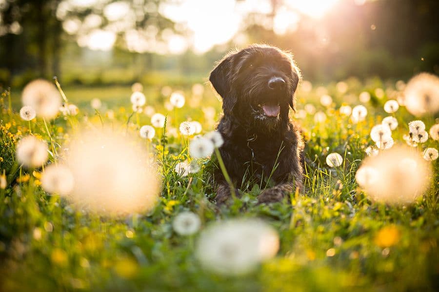 Faut-il donner des acides gras et des vitamines à mon animal ?