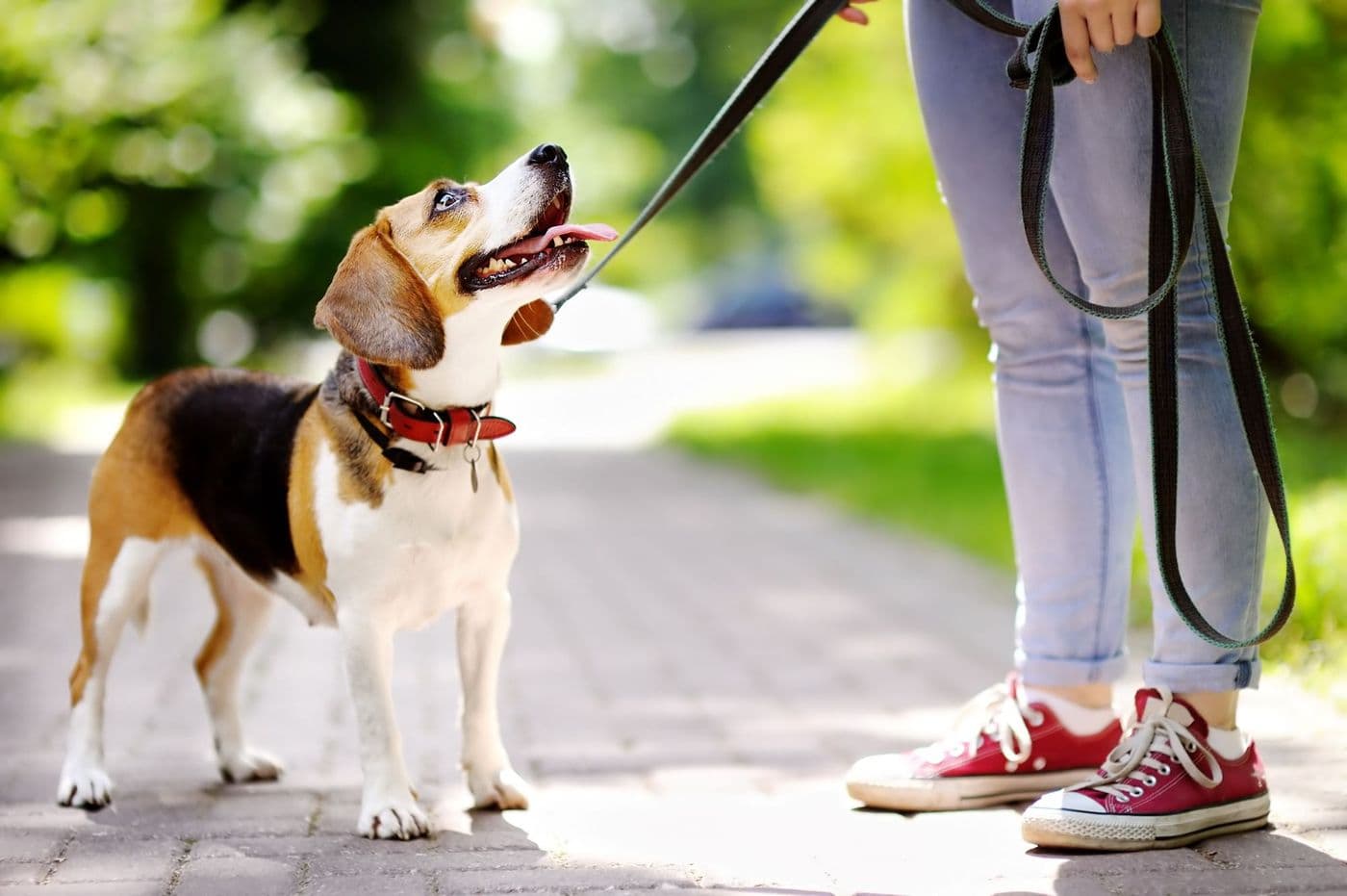 Mon chien a la diarrhée
