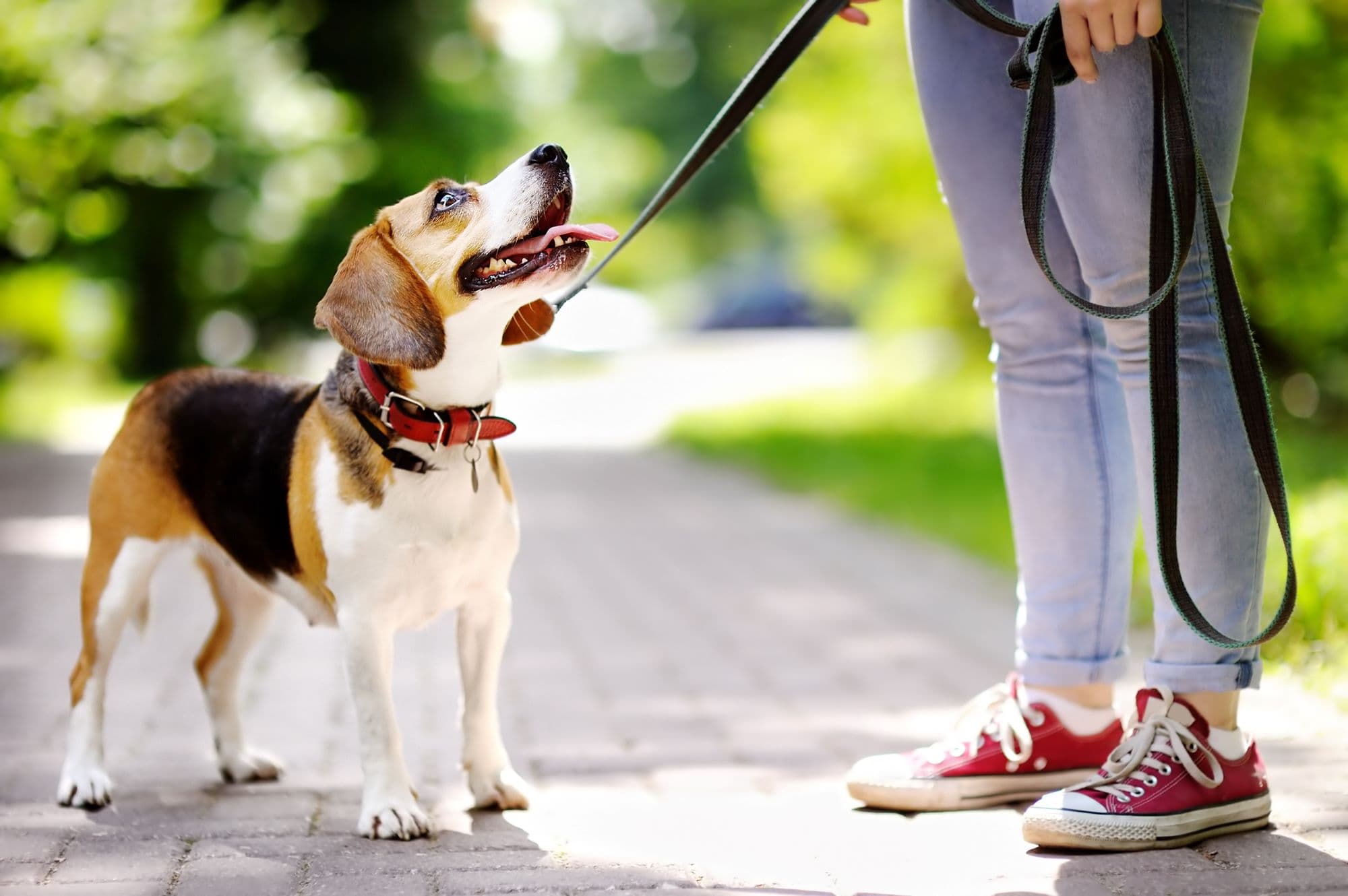 Mon chien a la diarrhée