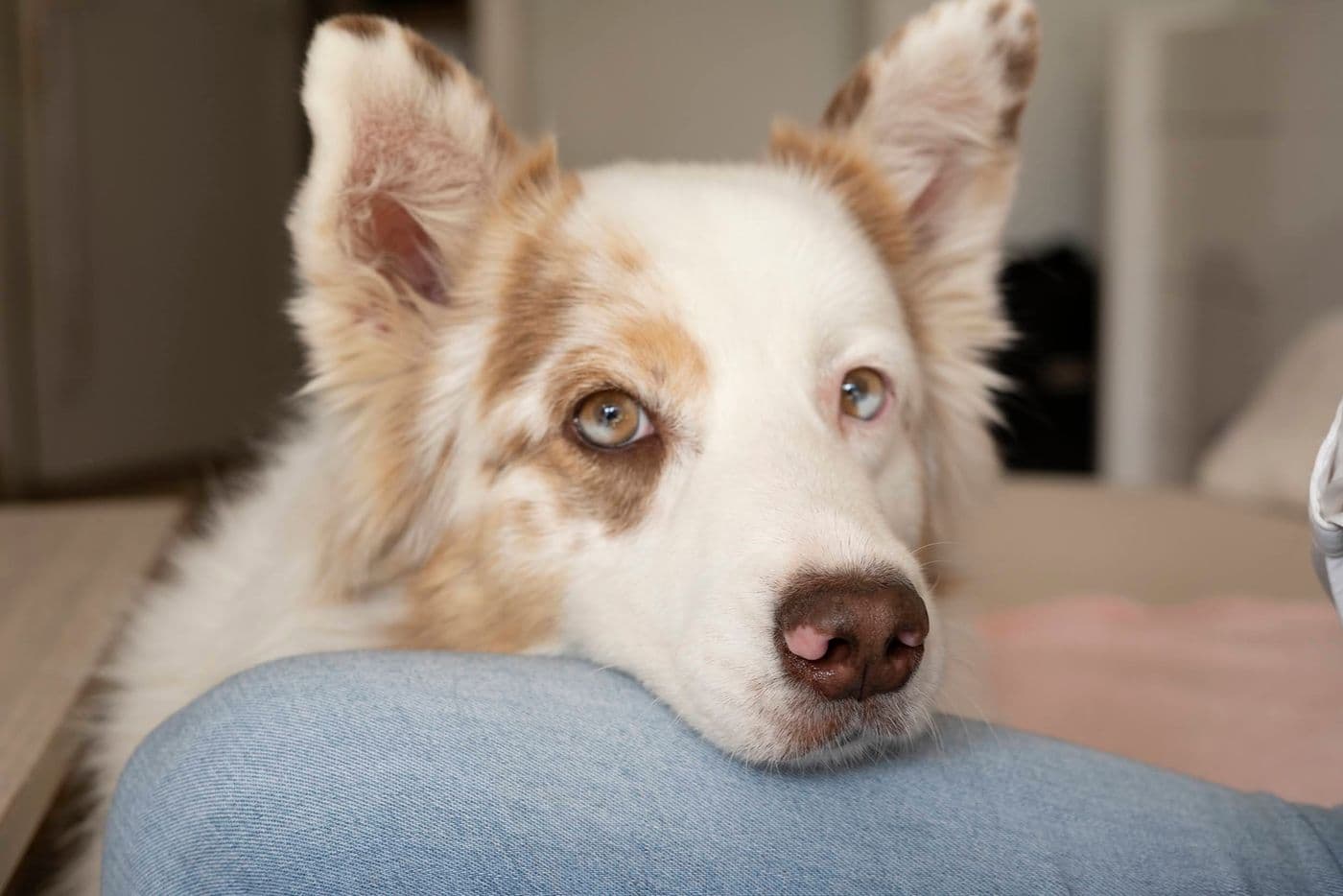 Je prends soin des yeux de mon chien