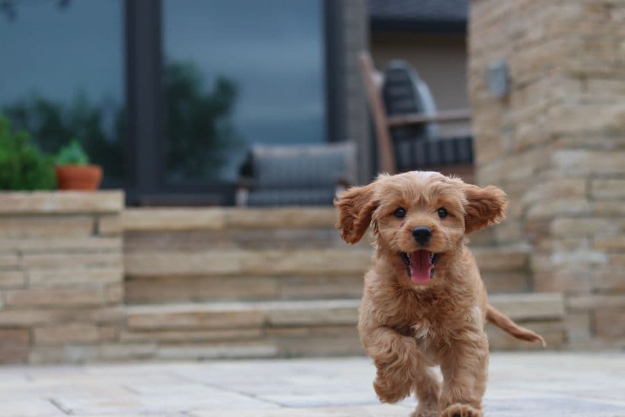Preparing for Your Puppy’s Arrival