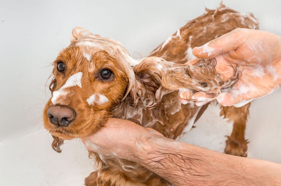 Why Choose Shampoos Specifically Formulated for Dogs and Cats?