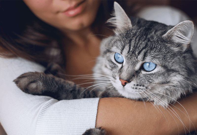 Comment protéger les yeux de mon animal ?