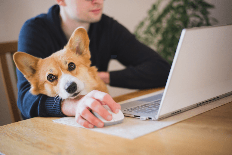 Comment entretenir les oreilles de mon chien ?