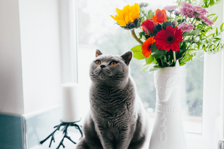 I groom my cat’s coat and skin