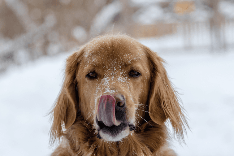 How to Protect Your Pet from the Cold?