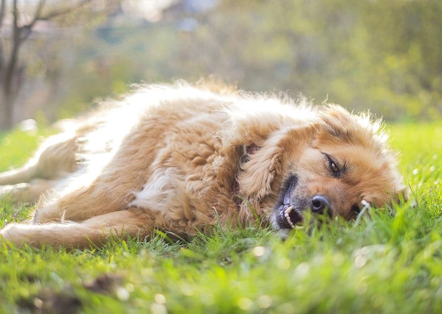 Mon chien sent mauvais