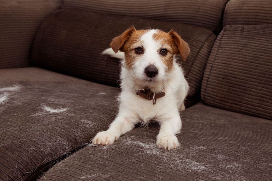 Molting in Our Pets