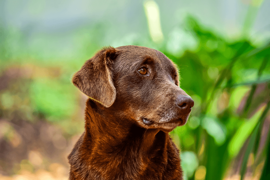 La prostate du chien vieillissant