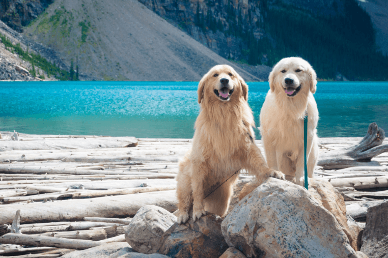 Is My Pet Overweight?