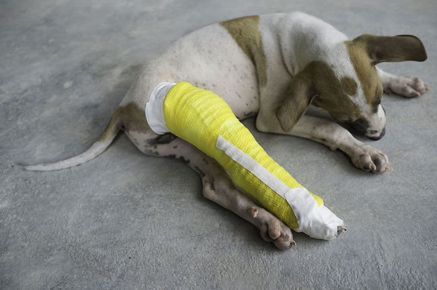 Mon chien vient d’être opéré