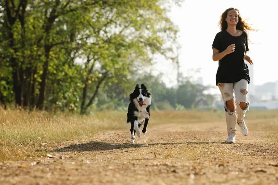 La toux chez le chien