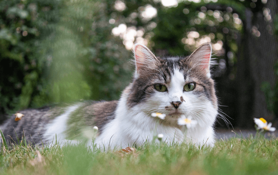 How Can I Adapt My Senior Dog’s or Cat’s Environment and Exercise?