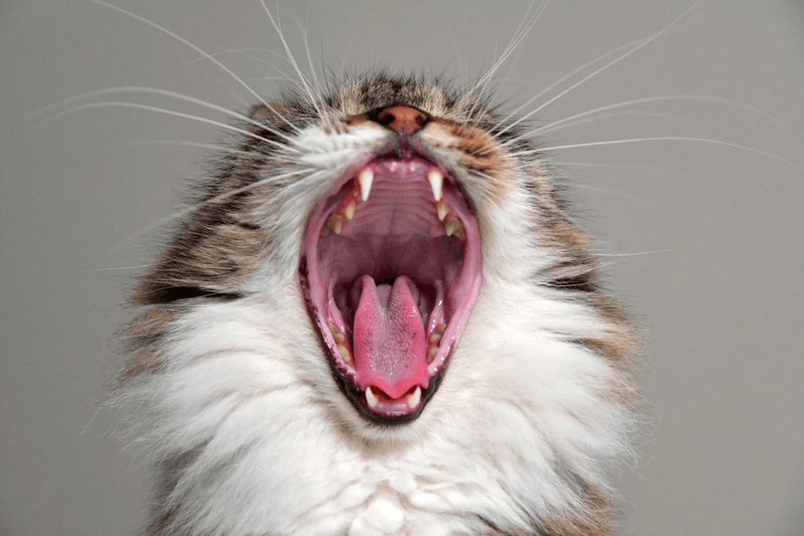 La cavité buccale du chien et du chat