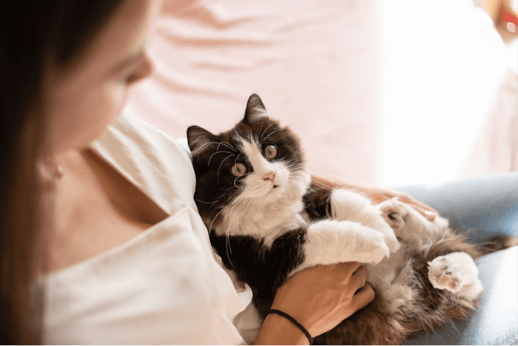 I take care of my cat’s eyes