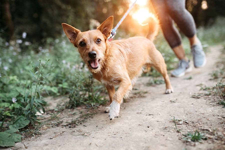 Mon chien est très actif