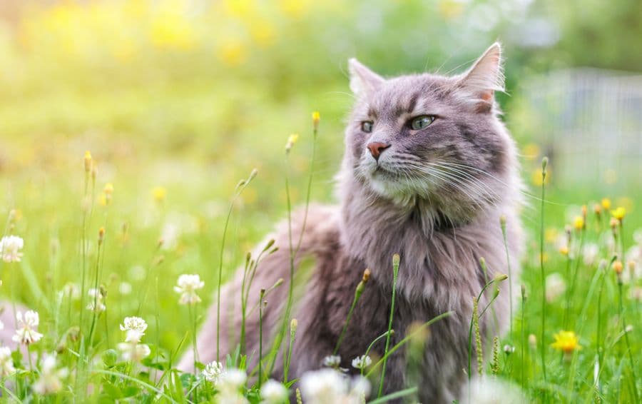 Ces vers qui s’invitent dans le tube digestif de nos animaux de compagnie