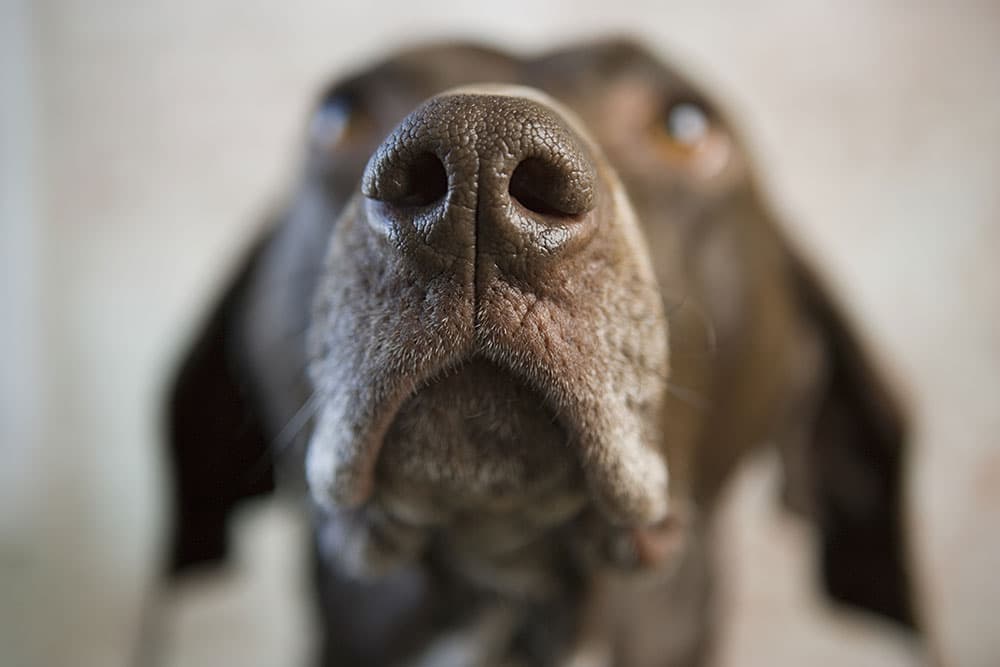 La truffe de mon chien est toute sèche et craquelée