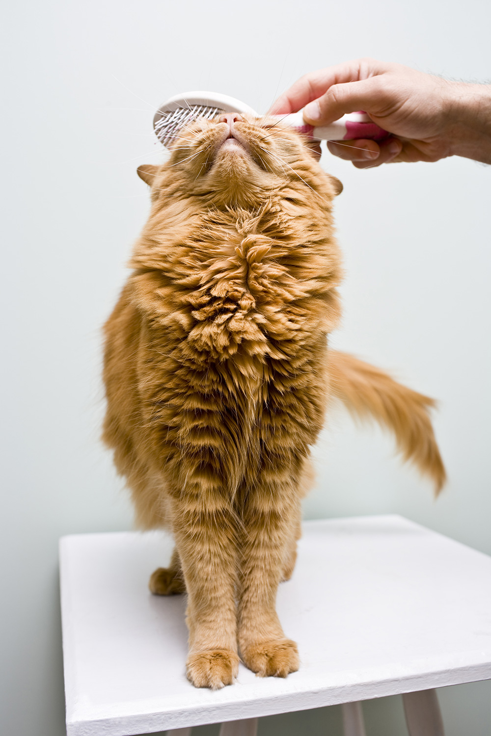 Je N Arrive Pas A Brosser Mon Chat Que Faire Mp Labo